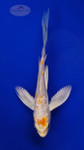 Koi 955 3-4 inches [PW-T22-955]
