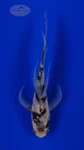 Koi 959 3-4 inches [PW-T22-959]