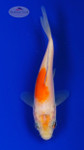 Koi 960 3-4 inches [PW-T22-960]