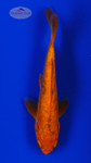Koi 962 3-4 inches [PW-T22-962]
