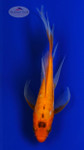 Koi 963 3-4 inches [PW-T22-963]