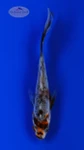 Goldfish 966 3-4 inches [PW-T22-966]