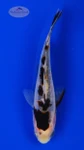 Goldfish 969 3-4 inches [PW-T22-969]