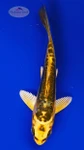 Koi 971 3-4 inches [PW-T28-971]