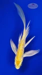 Koi 974 3-4 inches [PW-T28-974]