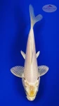 Koi 975 3-4 inches [PW-T28-975]