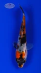 Goldfish 985 3-4 inches [PW-T28-985]