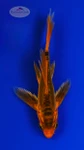 Koi 988 3-4 inches [PW-T29-988]