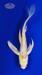 Koi 989 3-4 inches [PW-T29-989]