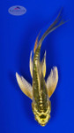 Koi 990 3-4 inches [PW-T29-990]