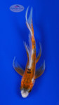 Koi 993 3-4 inches [PW-T29-993]