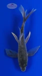 Koi 997 3-4 inches [PW-T29-997]