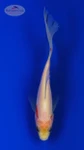 Goldfish 1001 3-4 inches [PW-T29-1001]