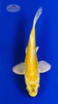 Koi 1007 3-4 inches [PW-T30-1007]