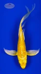 Koi 1012 3-4 inches [PW-T30-1012]