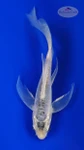 Koi 1017 3-4 inches [PW-T30-1017]