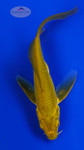 Koi 1019 3-4 inches [PW-T30-1019]