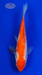 Goldfish 1027 3-4 inches [PW-T30-1027]
