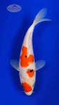 Sanke 6-7 inches [I26-T98-13]