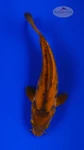 Doitsu Mohawk Chagoi 6-7 inches [I26-T96-3]