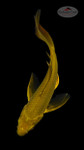 Chagoi Butterfly 6-7 inches [I26-T104-38]