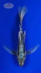 Kumonryu Butterfly 5-6 inches [I26-T104-44]