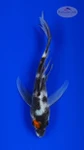 Showa Butterfly 4-5 inches [I26-T105-47]