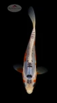 Shusui 4-5 inches [I26-T105-49]