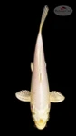 Platinum 6-7 inches [I26-T107-65]