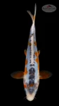Shusui 6-7 inches [I26-T107-66]