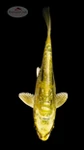 Sunny Doitsu Koi 4-5 inches [I26-T114-87]