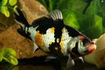"Picasso" Sanke Gold 6.5 inches [AA26-T66-1]