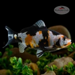 "Picasso" Sanke Gold 6.5 inches [AA26-T66-1]
