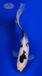 Black Opal Female 9 inches [AA26-T66-3]