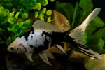 Black Opal Female 9 inches [AA26-T66-3]
