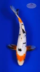 Doitsu Sanke 7-8 inches [I26-T117-107]