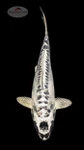 Kikokuryu 8 inches [ESH16-101626-7]