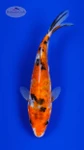 Doitsu Sanke 4-5 inches [I26-T125-182]
