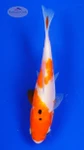 Goldfish 1032 3-4 inches [PW-T9-1032]