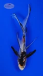 Goldfish 1037 3-4 inches [PW-T9-1037]
