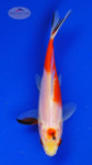 Goldfish 1042 3-4 inches [PW-T9-1042]