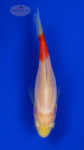 Goldfish 1047 3-4 inches [PW-T23-1047]