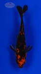Goldfish 1051 3-4 inches [PW-T23-1051]