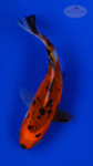 Goldfish 1053 3-4 inches [PW-T23-1053]