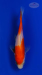 Goldfish 1060 3-4 inches [PW-T23-1060]
