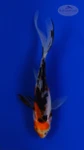 Goldfish 1061 3-4 inches [PW-T23-1061]