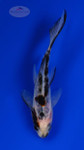 Goldfish 1065 3-4 inches [PW-T23-1065]