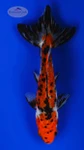 Calico Wakin 6 inches [BB26-T69-3]