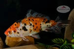 Calico Wakin 6 inches [BB26-T69-3]