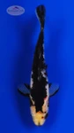 Black Opal 5 inches [BB26-T69-5]